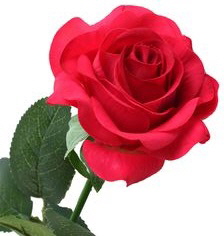 headstone cleaning rose headstone cleaning rose